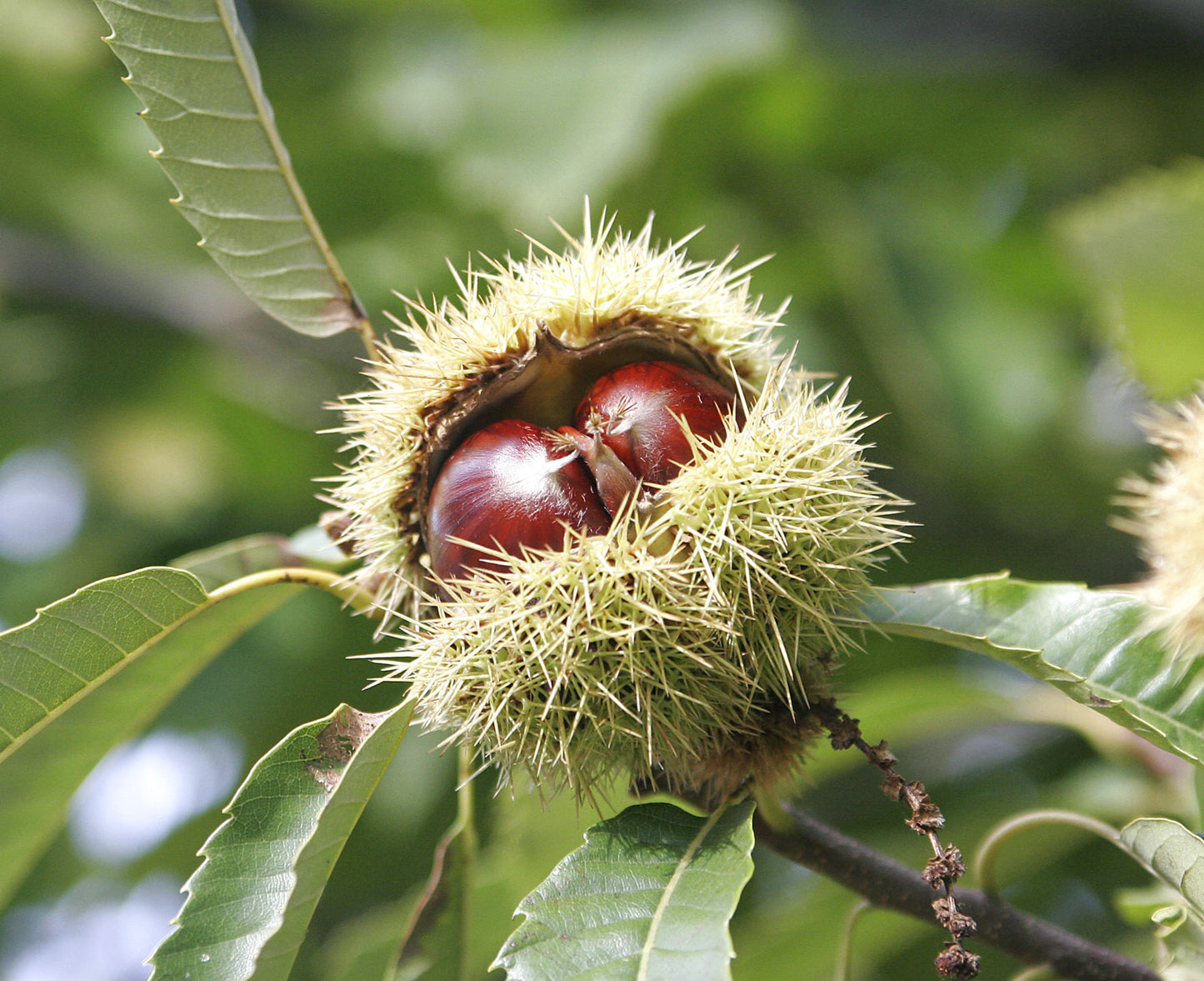 3 seeds of Chestnut - CASTANEA SATIVA + Gift 5 seeds of Sunflower