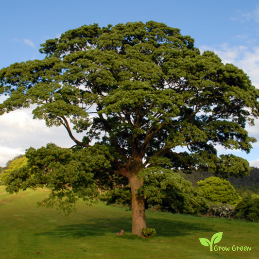 3 seeds of Oak - QUERCUS ROBUR - European Oak  + Gift 5 seeds of Sunflower