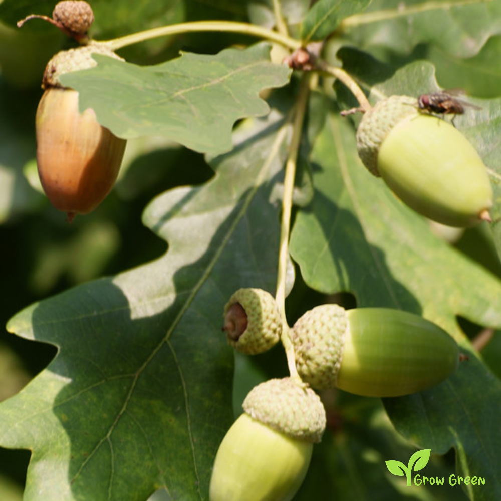 3 seeds of Oak - QUERCUS ROBUR - European Oak  + Gift 5 seeds of Sunflower