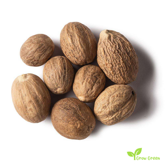 3 seeds of Nut Meg - MYRISTICA FRAGRANS + Gift 5 seeds of Sunflower
