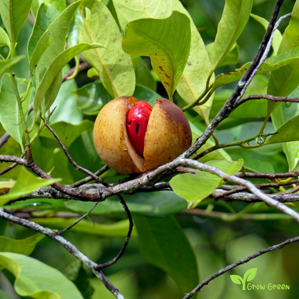3 seeds of Nut Meg - MYRISTICA FRAGRANS + Gift 5 seeds of Sunflower