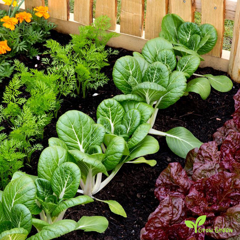 50 seeds of Pak Choi - BRASSICA RAPA - Bok Choy - Pok Choi + Gift 5 seeds of Sunflower