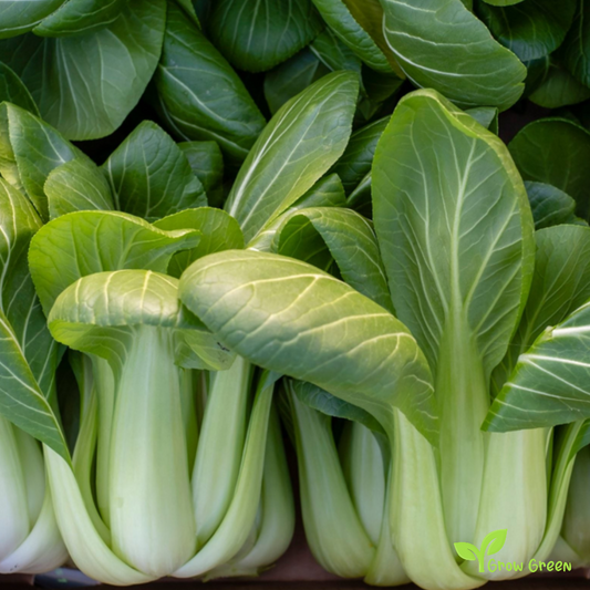 50 seeds of Pak Choi - BRASSICA RAPA - Bok Choy - Pok Choi + Gift 5 seeds of Sunflower