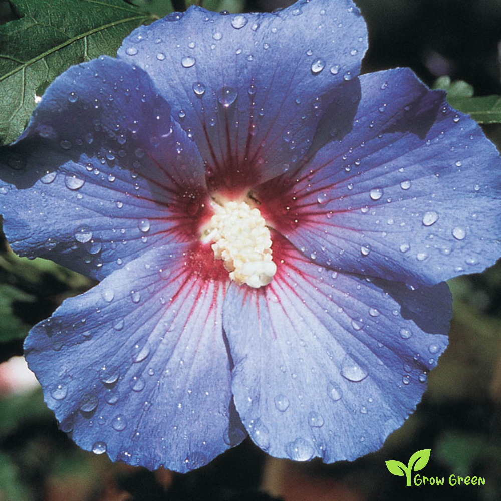 5 seeds of Hibiscus Pink, White and Blue - HIBISCUS + Gift 5 seeds of Sunflower