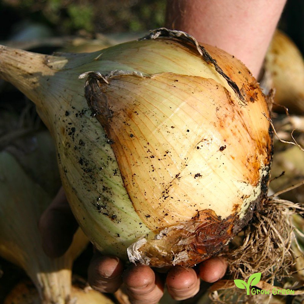 20 seeds of Giant Onion - ALLIUM CEPA + Gift 5 seeds of Sunflower