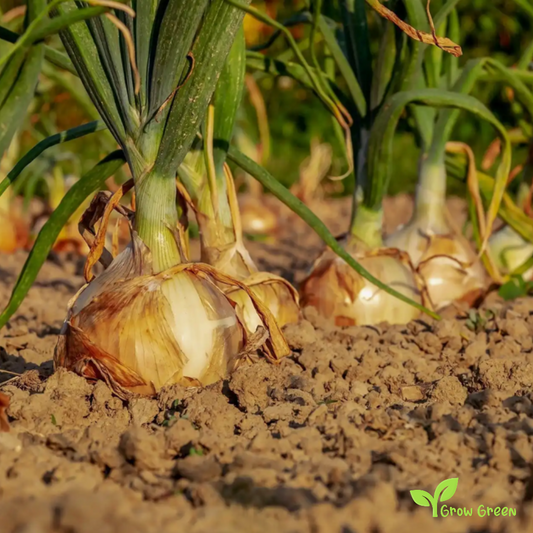 20 seeds of Giant Onion - ALLIUM CEPA + Gift 5 seeds of Sunflower