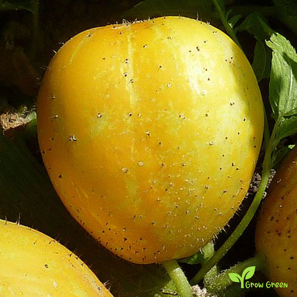 10 seeds of Lemon Cucumber - CUCUMIS SATIVUS + Gift 5 seeds of Sunflower