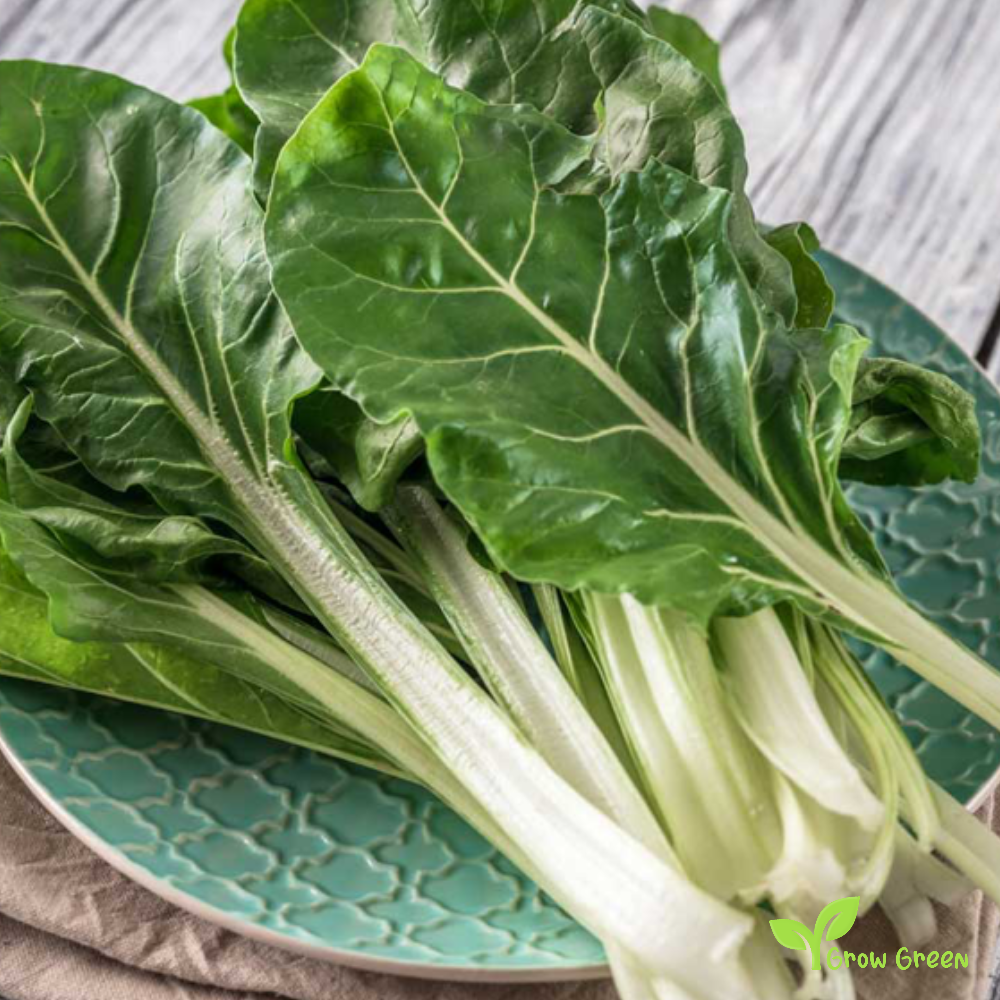 30 seeds of White Swiss Chard - BETA VULGARIS - Virgo + Gift 5 seeds of Sunflower
