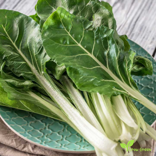 30 seeds of White Swiss Chard - BETA VULGARIS - Virgo + Gift 5 seeds of Sunflower