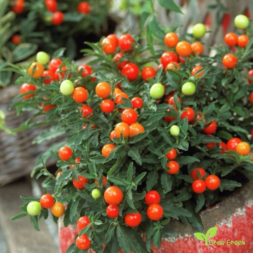 5 seeds of Jerusalem Cherry Seeds - SOLANUM PSEUDOCAPSICUM + Gift 5 seeds of Sunflower
