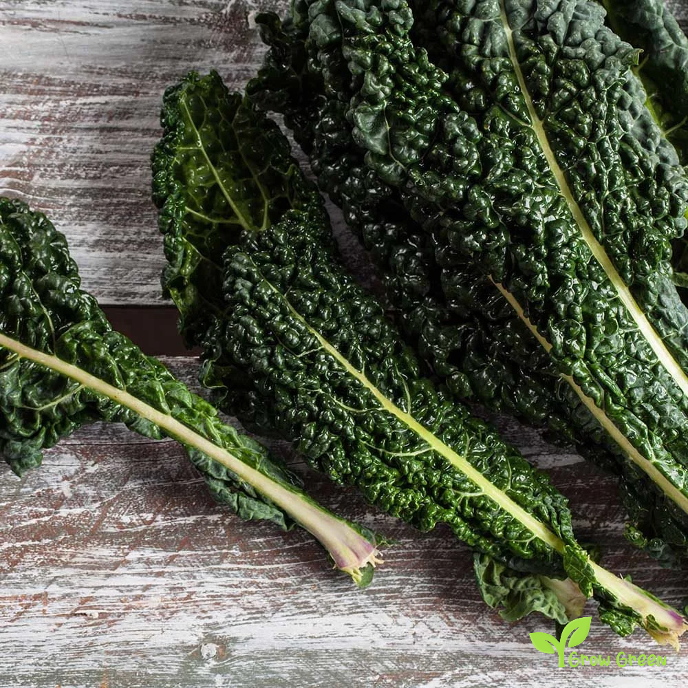 30 seeds of Toscana Borecole - BRASSICA OLERACEA - Kale CABBAGE + Gift 5 seeds of Sunflower