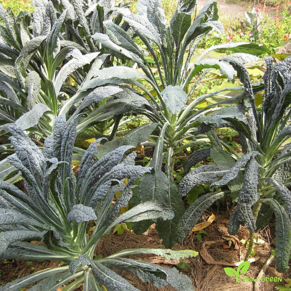 30 seeds of Toscana Borecole - BRASSICA OLERACEA - Kale CABBAGE + Gift 5 seeds of Sunflower