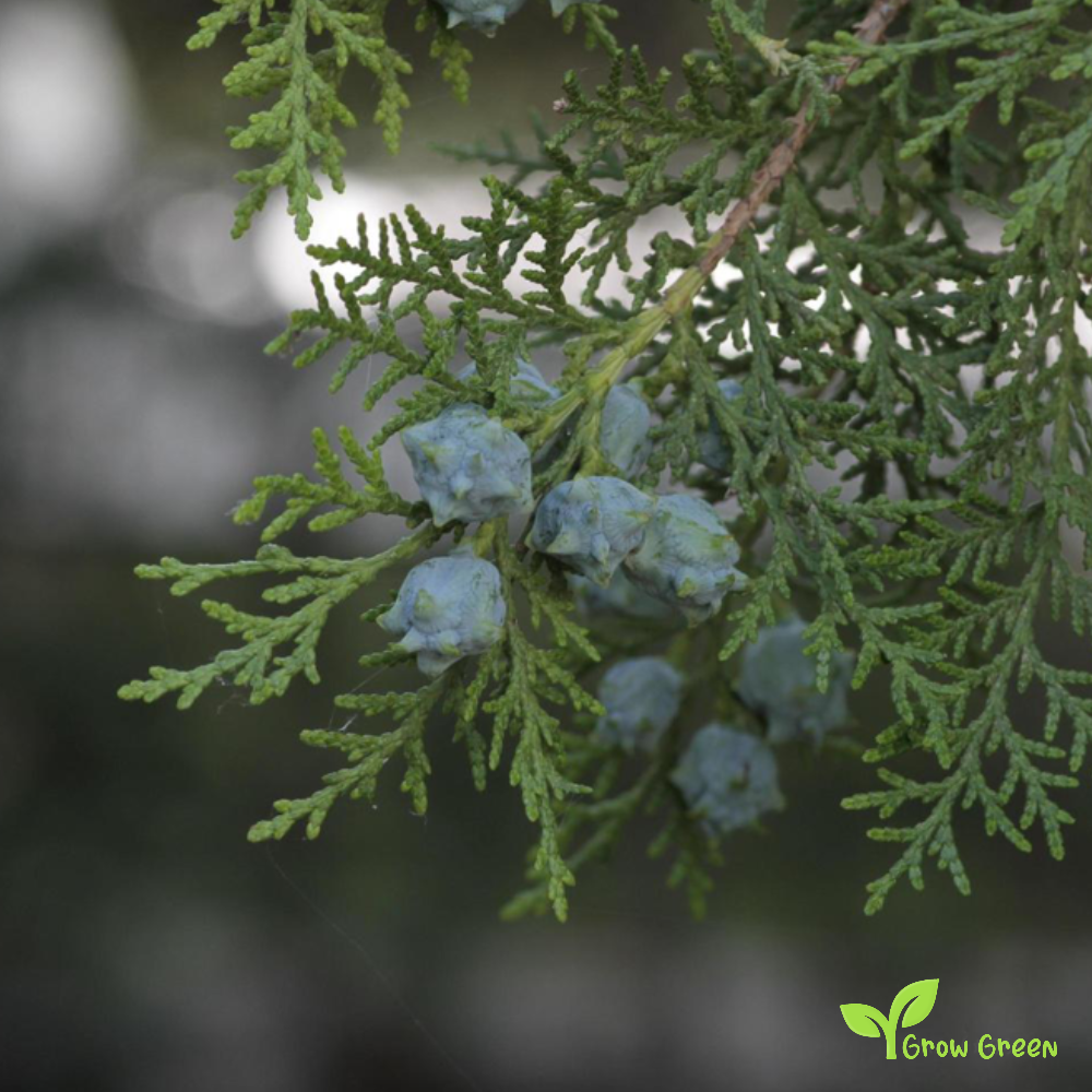 5 seeds of Thuja - THUJA ORIENTALIS - Oriental Arbor Vitae + Gift 5 seeds of Sunflower