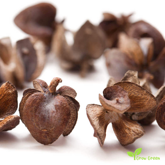 5 seeds of Thuja - THUJA ORIENTALIS - Oriental Arbor Vitae + Gift 5 seeds of Sunflower