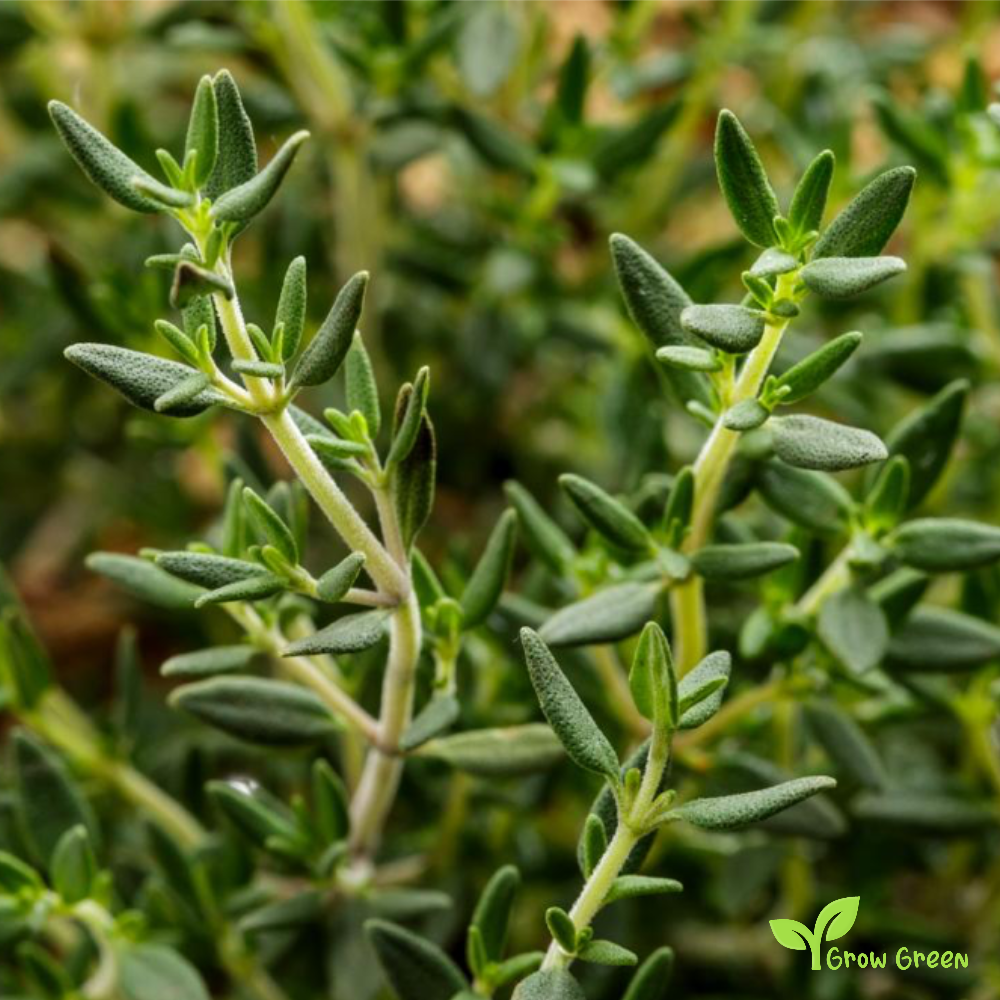 30 seeds of Common Thyme - THYMUS VULGARIS + Gift 5 seeds of Sunflower