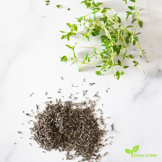 30 seeds of Common Thyme - THYMUS VULGARIS + Gift 5 seeds of Sunflower