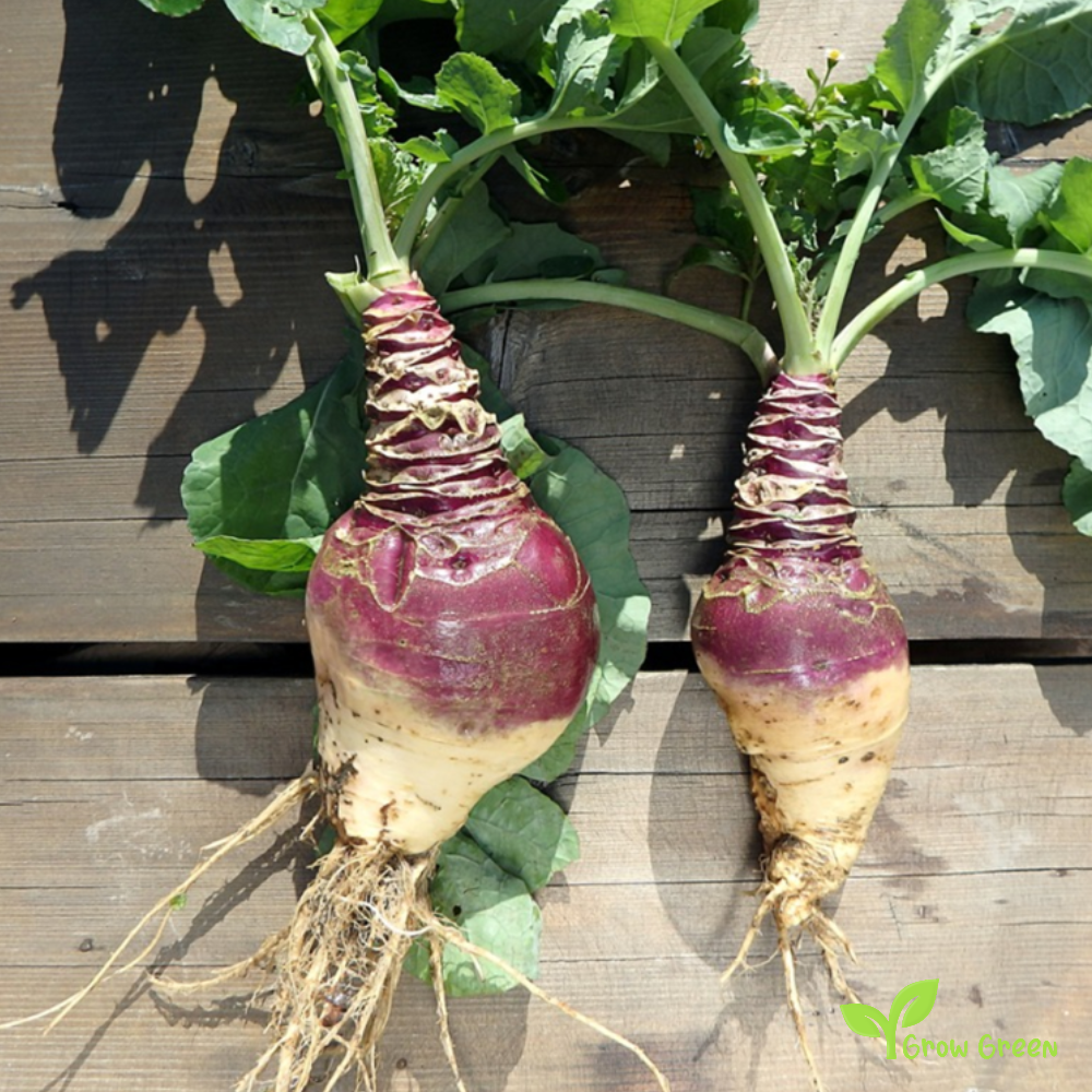 30 seeds of Rutabaga - BRASSICA NAPUS - Swede + Gift 5 seeds of Sunflower