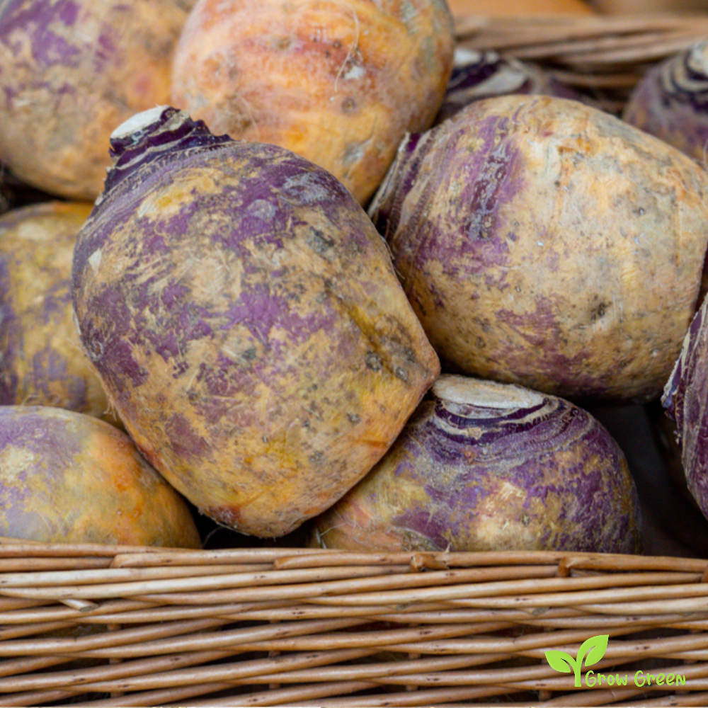 30 seeds of Rutabaga - BRASSICA NAPUS - Swede + Gift 5 seeds of Sunflower