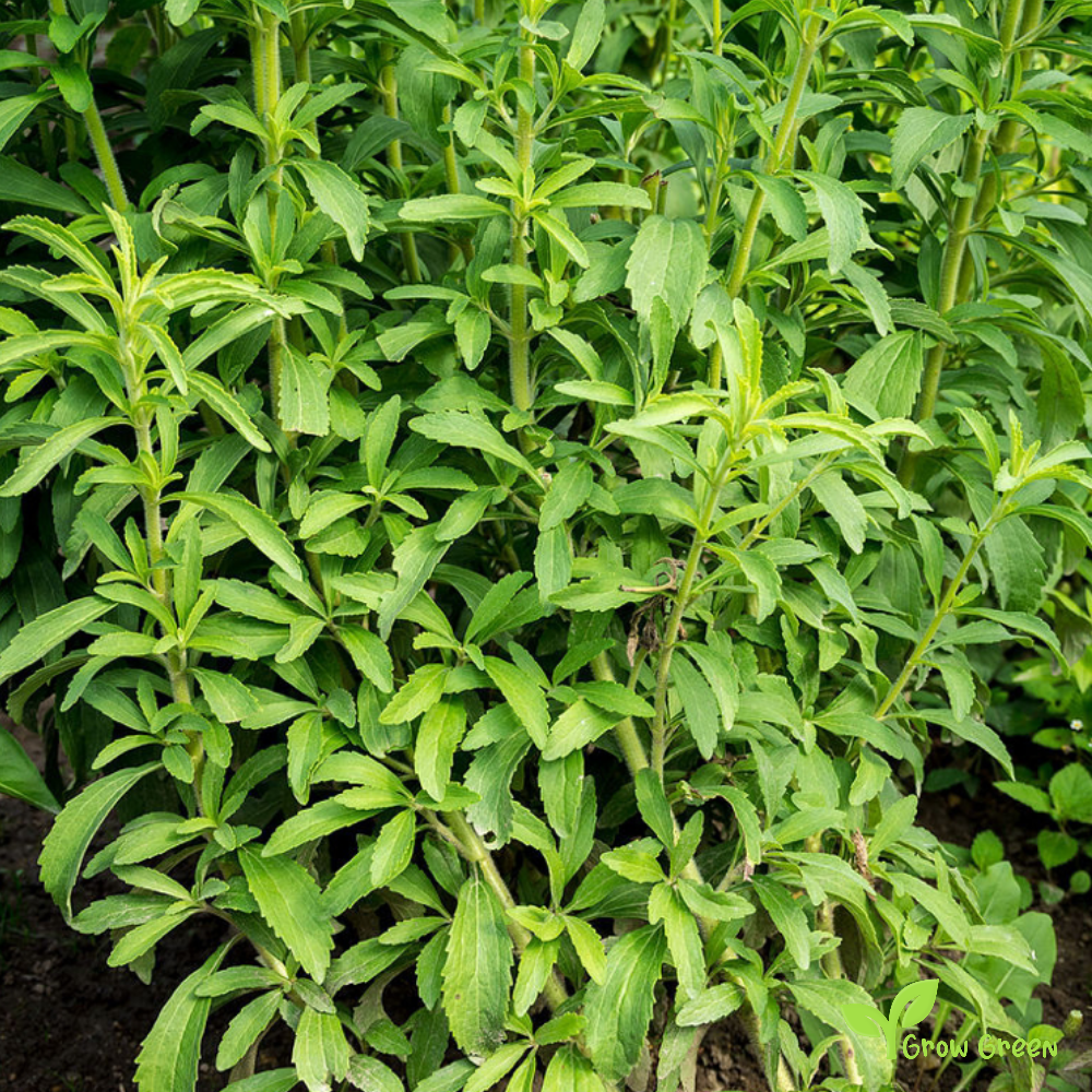 20 seeds of Stevia - STEVIA REBAUDIANA - Candyleaf + Gift 5 seeds of Sunflower