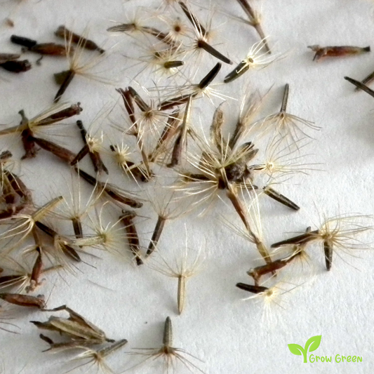 20 seeds of Stevia - STEVIA REBAUDIANA - Candyleaf + Gift 5 seeds of Sunflower