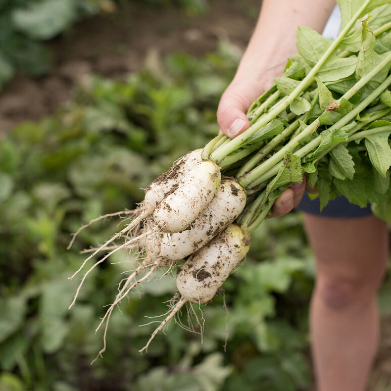 30 seeds of Turnip Daikon - BRASSICA RAPA + Gift 5 seeds of Sunflower