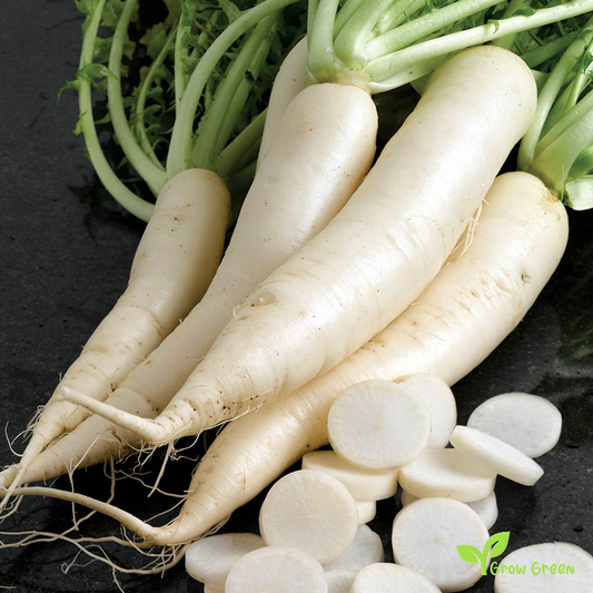 30 seeds of Turnip Daikon - BRASSICA RAPA + Gift 5 seeds of Sunflower
