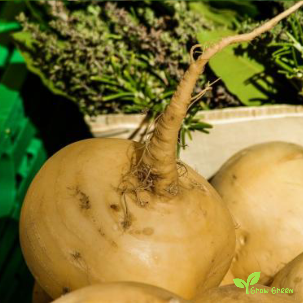 50 seeds of Turnip Golden - BRASSICA RAPA + Gift 5 seeds of Sunflower
