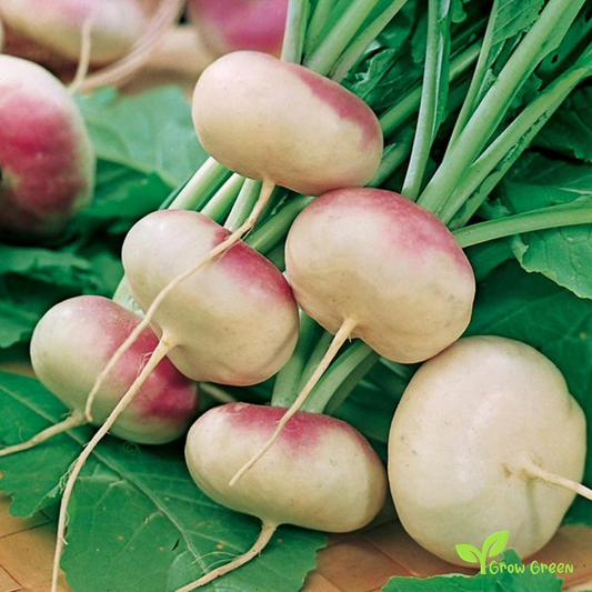 50 seeds of Turnip Milan - BRASSICA RAPA + Gift 5 seeds of Sunflower