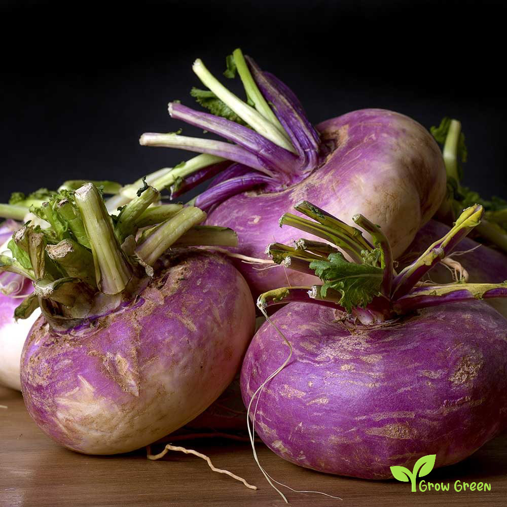 50 seeds of Turnip Milan - BRASSICA RAPA + Gift 5 seeds of Sunflower