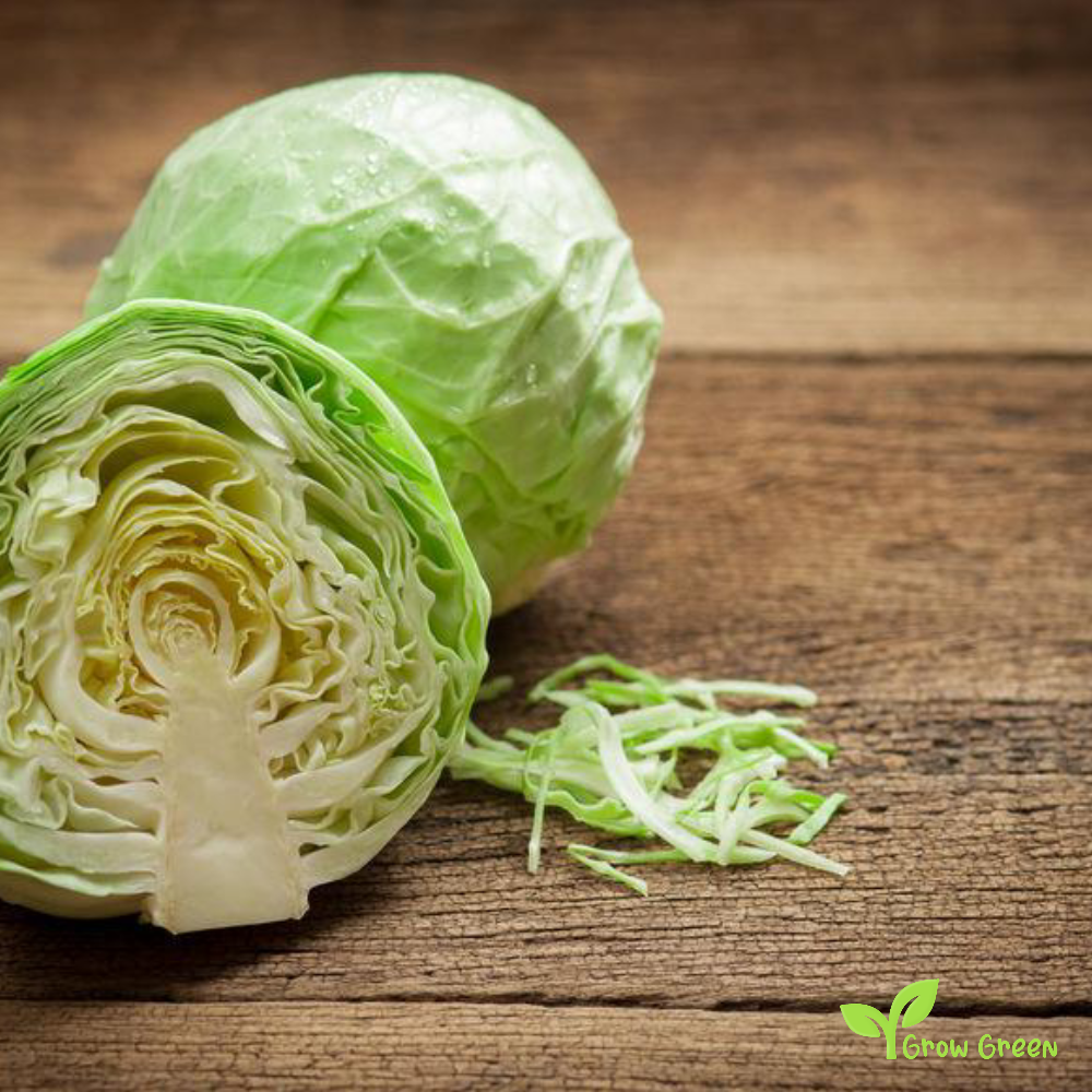 50 seeds White Cabbage - BRASSICA OLERACEA + 5 seeds of Sunflower