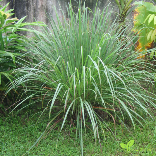 30 seeds of Lemongrass - CYMBOPOGON - Citronella + Gift 5 seeds of Sunflower
