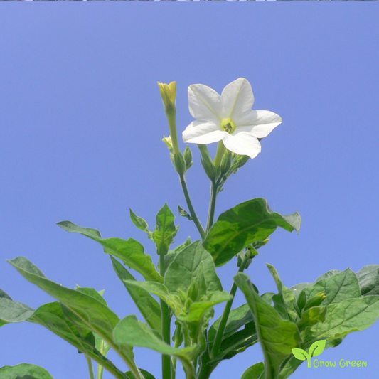 30 seeds Jasmine Tobacco - NICOTIANA ALATA - Sweet + 5 seeds of Sunflower