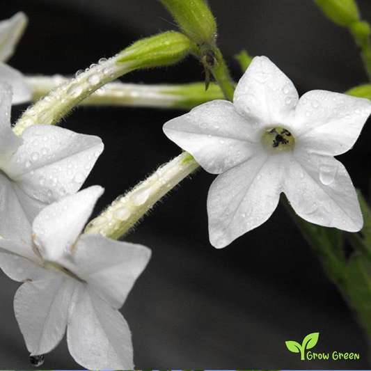 30 seeds Jasmine Tobacco - NICOTIANA ALATA - Sweet + 5 seeds of Sunflower