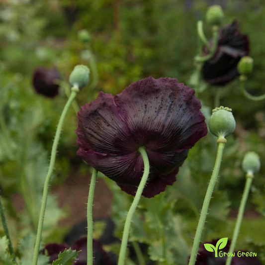 10 seeds of Black Poppy - PAPAVER + Gift 5 seeds of Sunflower