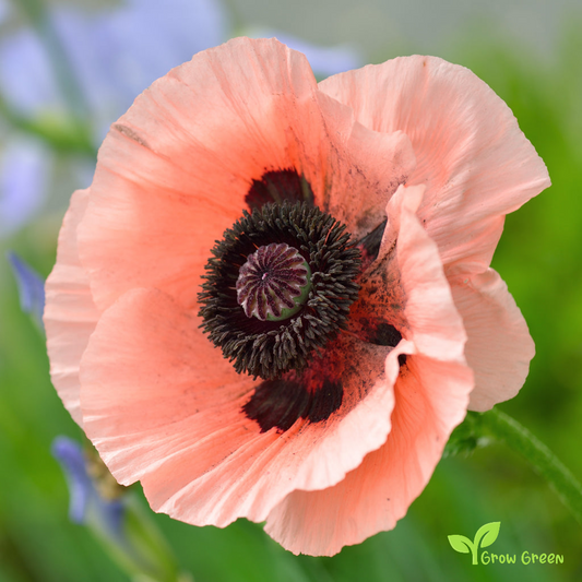 10 seeds of Princess Victoria Louise Poppy - PAPAVER + Gift 5 seeds of Sunflower