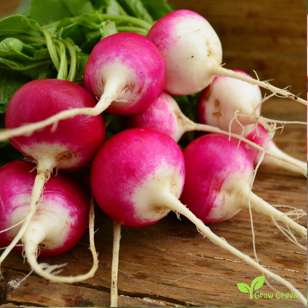50 seeds of Sparkler Radish - RAPHANUS SATIVUS + Gift 5 seeds of Sunflower