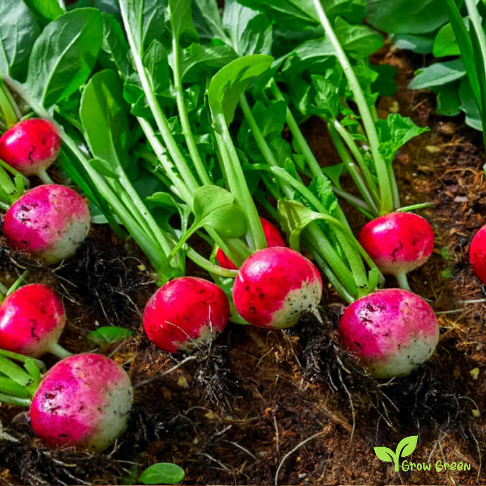 50 seeds of Sparkler Radish - RAPHANUS SATIVUS + Gift 5 seeds of Sunflower