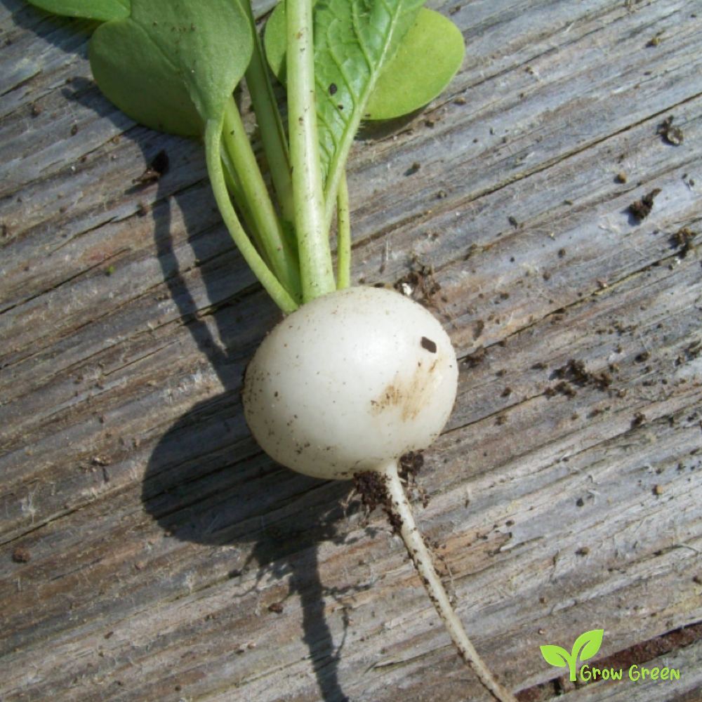 50 seeds of Hailstone Radish - RAPHANUS SATIVUS + Gift 5 seeds of Sunflower