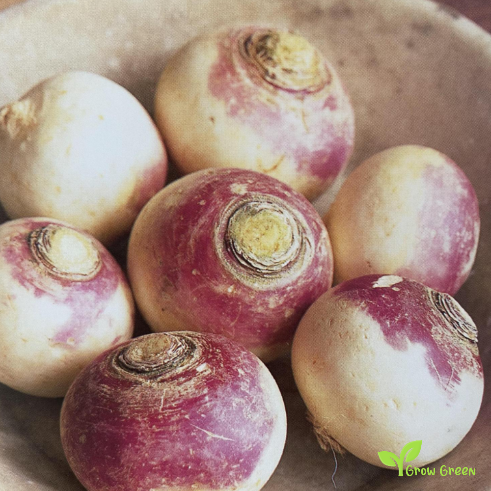 50 seeds of Turnip Manchester - BRASSICA RAPA + Gift 5 seeds of Sunflower