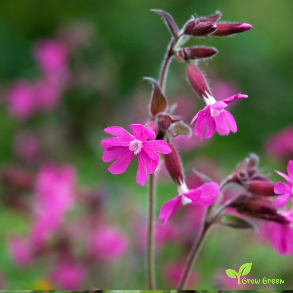 20 seeds of Silene Dioica - MELANDRIUM RUBRUM - Red Campion + Gift 5 seeds of Sunflower