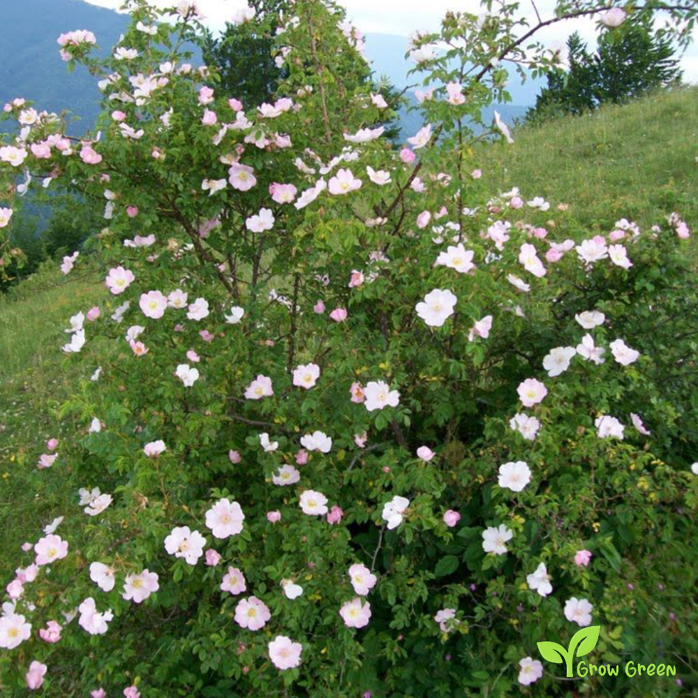 5 seeds of Dog Rose - ROSA CANINA + Gift 5 seeds of Sunflower