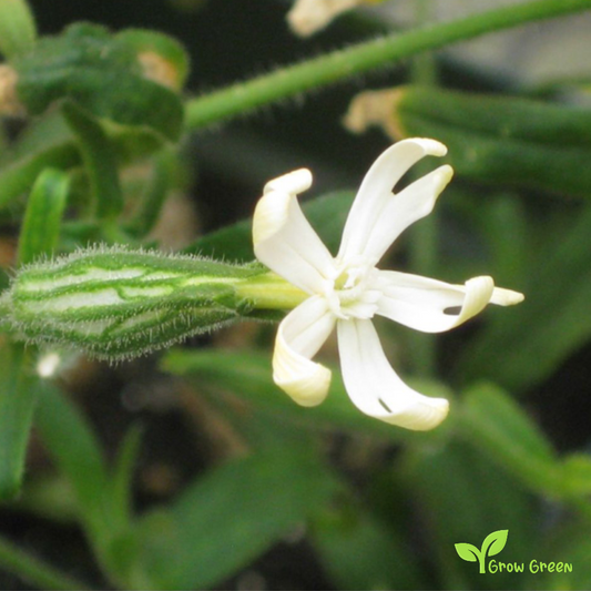 20 seeds of Night Flowering Catchfly - SILENE NOCTIFLORA + Gift 5 seeds of Sunflower