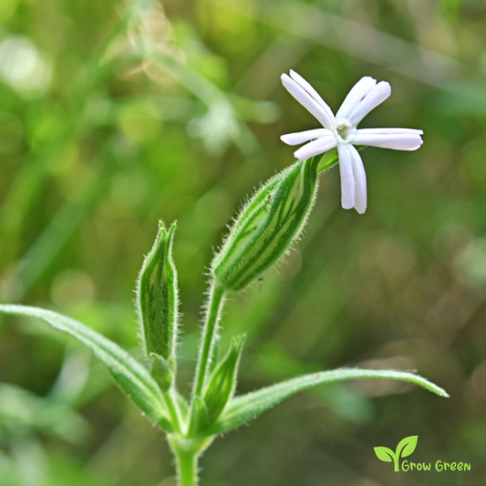 20 seeds of Night Flowering Catchfly - SILENE NOCTIFLORA + Gift 5 seeds of Sunflower
