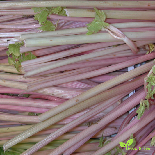 20 seeds of Red Celery - APIUM GRAVEOLENS + Gift 5 seeds of Sunflower