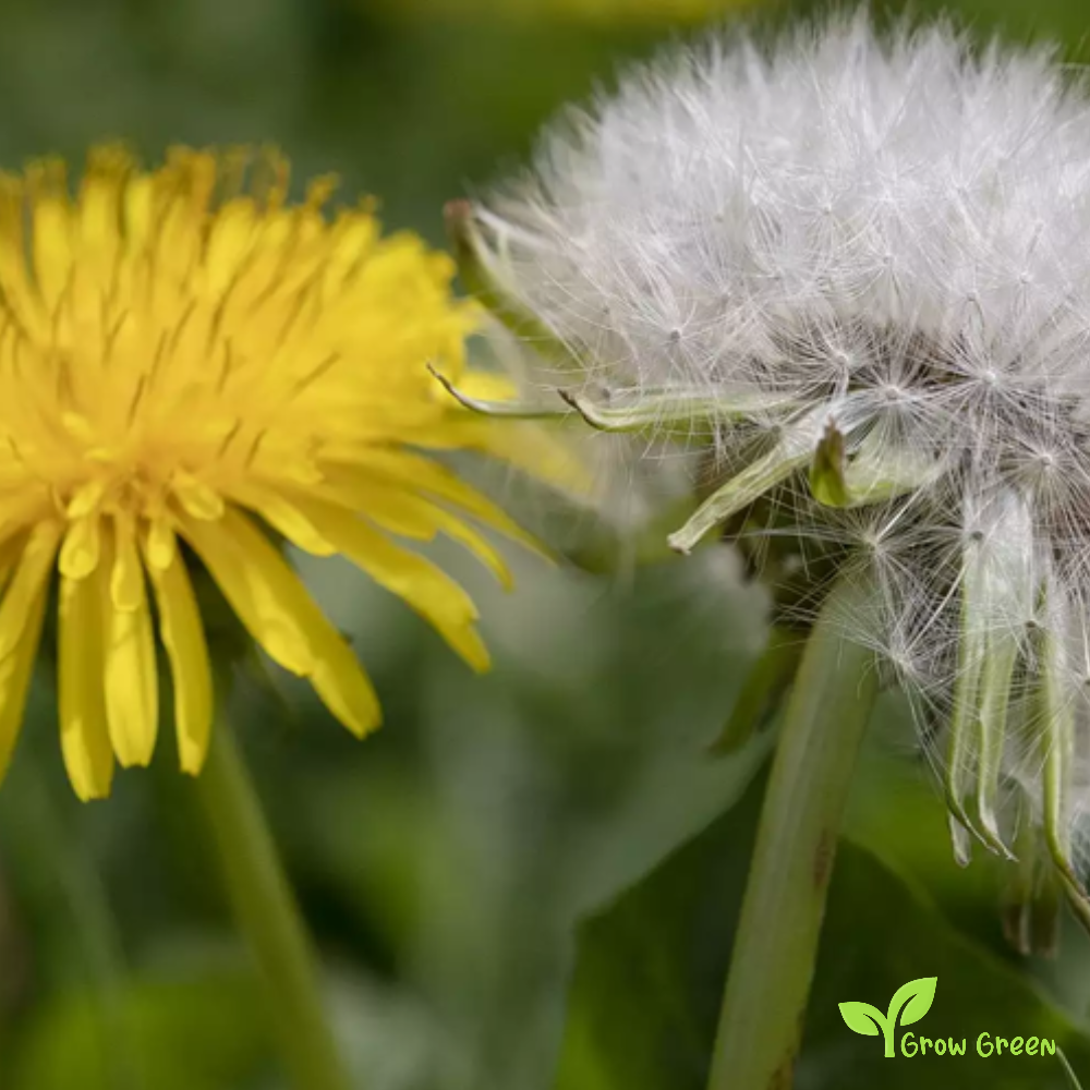 30 seeds of Dandelion - TARAXACUM OFFICINALE + Gift 5 seeds of Sunflower