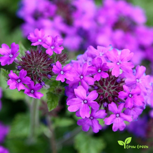 30 seeds of Purpletop Vervain - VERBENA BONARIENSIS + Gift 5 seeds of Sunflower