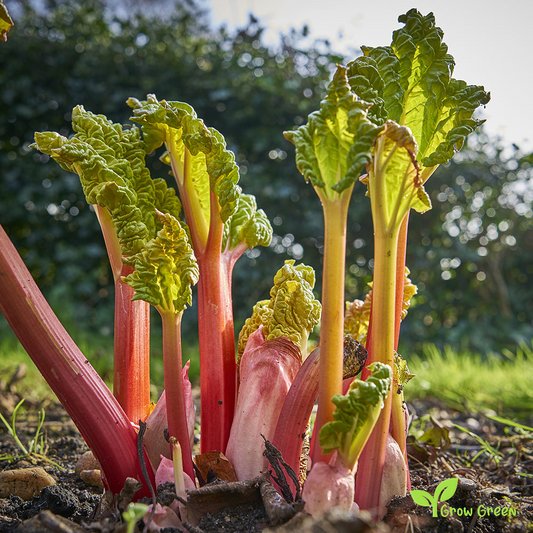 20 seeds of Rhubarb - Rheum Hybridum + Gift 5 seeds of Sunflower