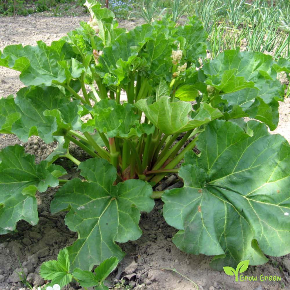 20 seeds of Rhubarb - Rheum Hybridum + Gift 5 seeds of Sunflower