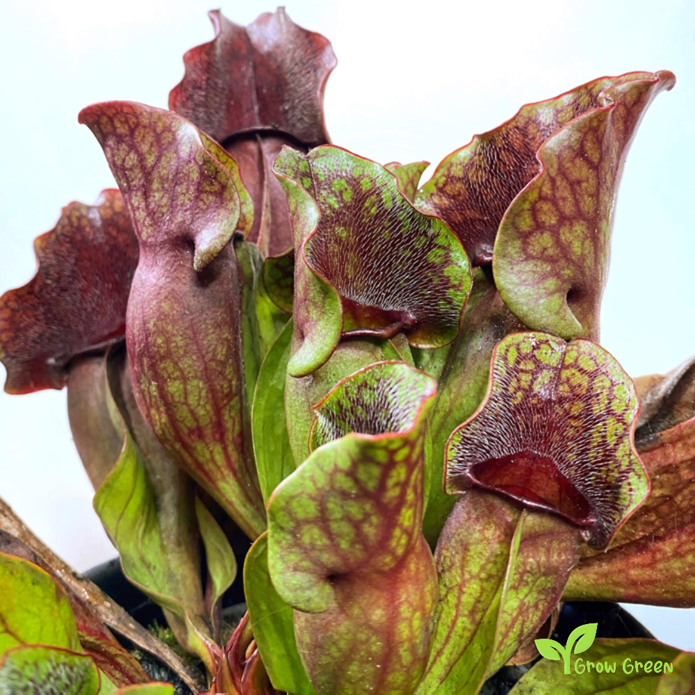 5 seeds of Purple Pitcher Plant- SARRACENIA PURPUREA + Gift 5 seeds of Sunflower