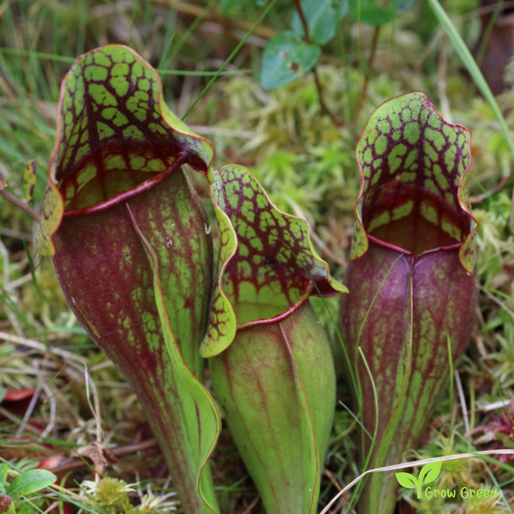 5 seeds of Purple Pitcher Plant- SARRACENIA PURPUREA + Gift 5 seeds of Sunflower